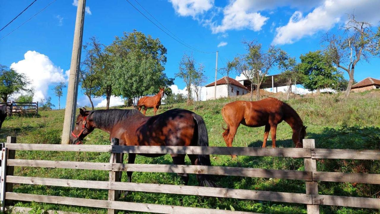Ferienwohnung Poljoprivredno Turisticko Domacinstvo Deguric Valjevo Exterior foto