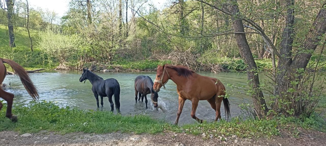 Ferienwohnung Poljoprivredno Turisticko Domacinstvo Deguric Valjevo Exterior foto